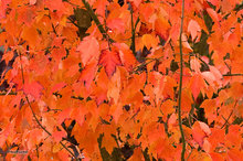 A Riot of Hue