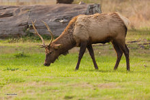 Bachelor Elk