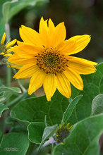 Arrowleaf Balsamroot