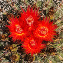 Barrel Cactus