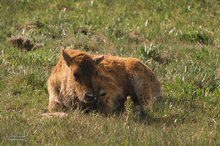 Bison Calf