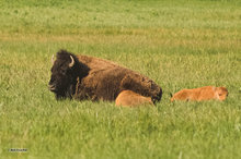 Bison Cow & Calves