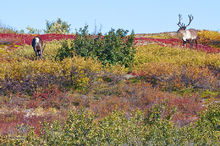 Caribou Courtship