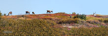 Caribou on Sable Mountain