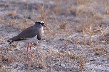 Crowned Plover