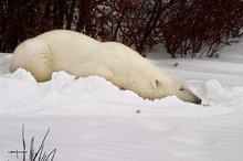 Do Not Disturb