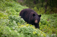 Foraging Black Bear