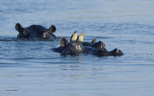 Hippos & Oxpeckers