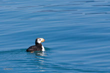Horned Puffin