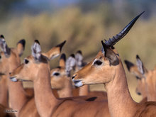 Impala, Eyes and Ears