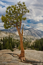 Jeffrey Pine, Olmsted Point