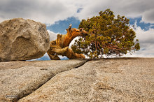 Krummholz Juniper, Olmsted Point