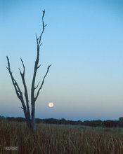 Okavango Moon