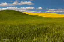 Spring Color