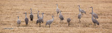 Sandhill Cranes