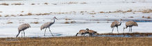 Cranes and Geese