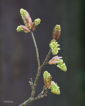 Early Bloom