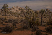 Joshua Tree NP