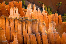 Rocks and Trees