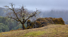 Sherwood Valley Outcropping