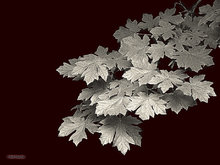 Silver Leaves