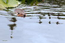 Skookum Lake Beaver