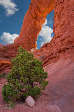 South Window & Juniper