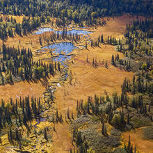Taiga Meanders