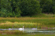 Trumpeter Swan and Subadult Cygnets