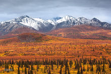 Tundra, Taiga & Muskeg