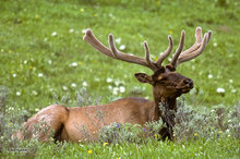 Velvet Elk