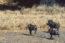 Warthogs