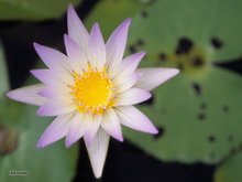 Water Lily