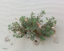 White Evening Primrose