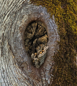 Acorn Cache