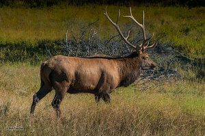 Amorous Bull