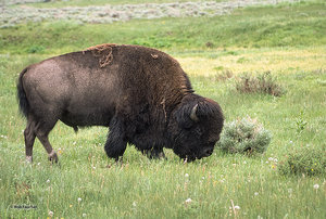 Bison Bull