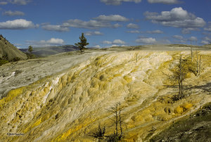 Canary Springs Face