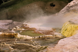 Canary Springs