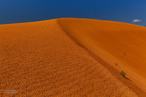 Coral Pink Sand Dunes