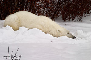 Do Not Disturb
