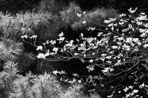 Dogwood & Pine