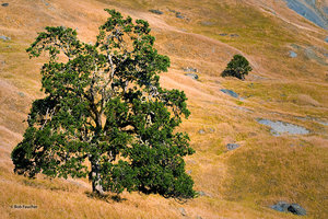 Elk Mountain Road Oak