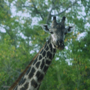 Giraffe