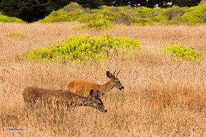 Grazers at Point Cabrillo