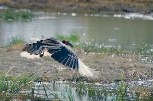 Ground Hornbill