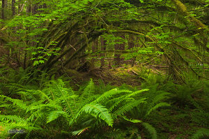 Hidden Refuge