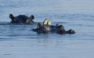 Hippos & Oxpeckers