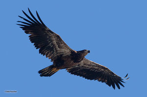 Immature Bald Eagle
