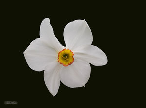 Jonquil